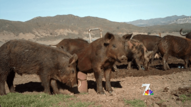 The Vista Irrigation District is seeing an increase of invasive feral pigs on their land, and is looking into deploying a trap that's been successful in the past to eradicate them. NBC 7 reporter Steven Luke has an exclusive look into the problem and how officials are trying to fix it.