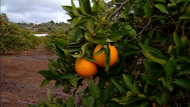 Anthony Toma from San Diego Ice talks about how his business has been affected by the cooler temperatures.