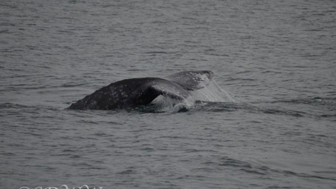 Up to 15 whales a day are visiting San Diego's shoreline. NBC 7 reporter Elena Gomez talks to local whale watching businesses that are benefitting from the mammals visit.