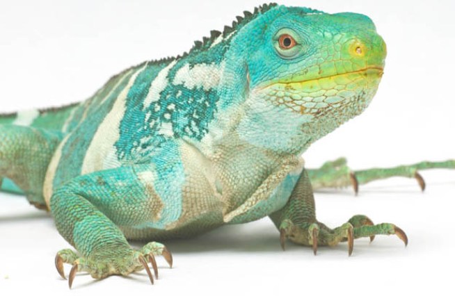 Iguanas Get New Digs