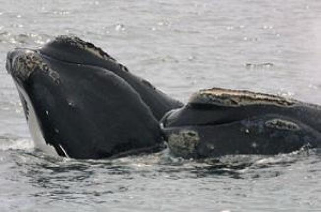 Ship Speed Limit Again Proposed to Aid Endangered Whales