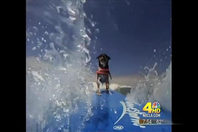Abbie is one lucky dog.  The Australian Kelpie rides the longboard, shortboard, and boogie board, snowboards and even hang glides.