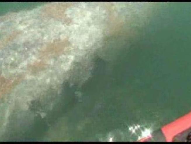 A whale is untangled from rope in <a title=