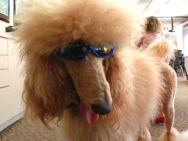 Bad Economy or Not, Dogs Need Shades