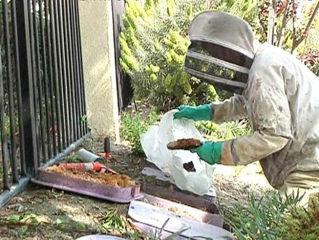 Local pest control operation sees a drastic rise in business during bee season.