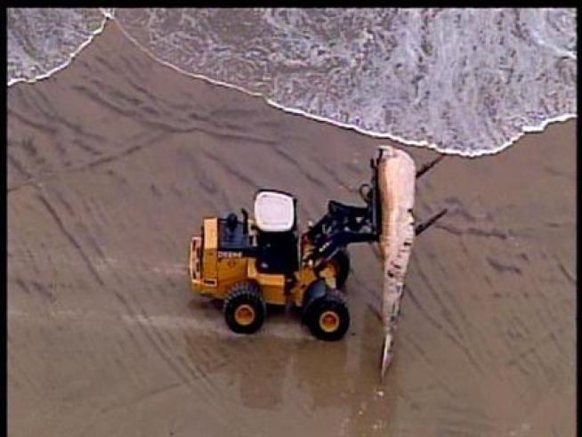 A tractor hauls away a dead whale that had washed ashore in Del Mar and then again in Torrey Pines.