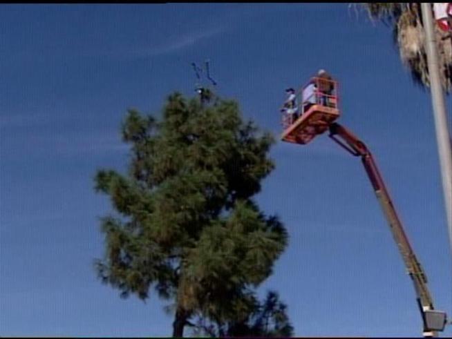 OB Tree