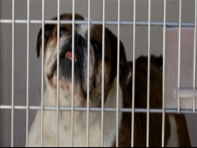 Local pet store owner Johnson Le faces felony charges of animal cruelty. Randy Lawrence with the San Diego Humane Society discusses will happen to the more than 100 animals that were seized from his home and three businesses. NBC 7s Tony Shin reports.