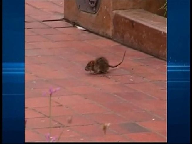 According to the San Diego County vector control office, the last few years have been above average for rat populations. Evidence shows the rats here are outsmarting their traps. NBC 7 reporter Steven Luke spoke to pest control expert Rick Arendt about how to properly set a rat trap.