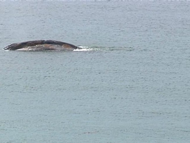 On Tuesday, our camera caught one of the whales surfacing off Shelter Island. You'll see the whale surface three times in this clip. Yes, it's jumpy but we credit our photographers. It's like trying to find a needle in a haystack!
