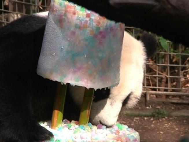 Raw video of the zoo's five-year old panda <a title=
