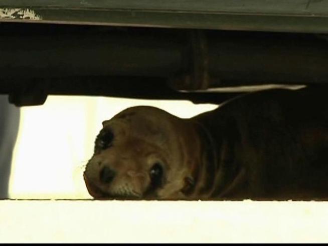 The wild wanderer that caused quite the spectacle in Ocean Beach back in May was released back into the ocean.