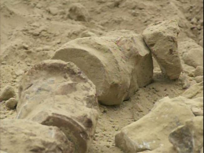 A construction crew found a well-preserved 3-million-year-old whale fossil. <p><a href=