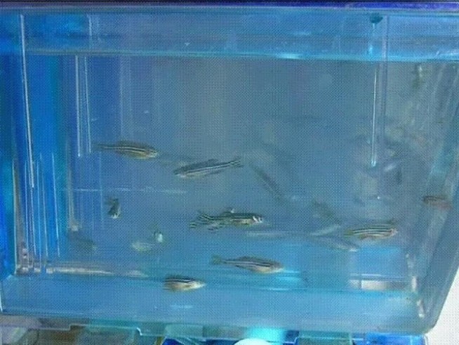 Researchers at the Salk Institute for Biological Studies and the Center of Regenerative Medicine in Barcelona (CMRB) identified a fish heart cell population that is the source that could lead to mammalian hearts repairing themselves.