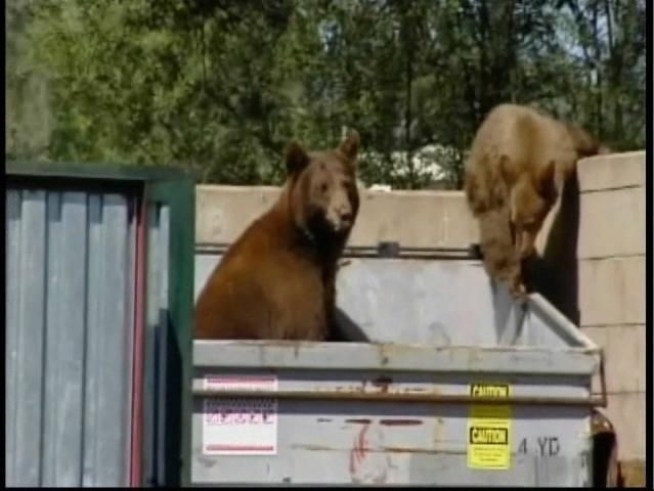 A pair of bears is caught on camera digging through a restaurant's garbage bin in Northern California.