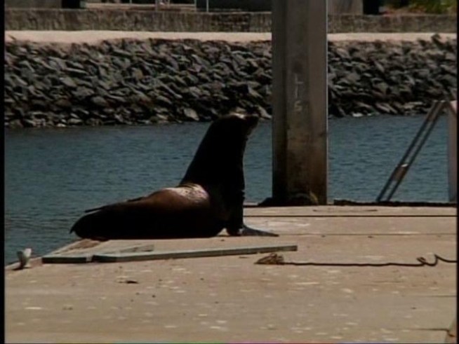 Watch as volunteers struggle to capture a sea lion injured with a fish-hunting spear sticking out of its back.
