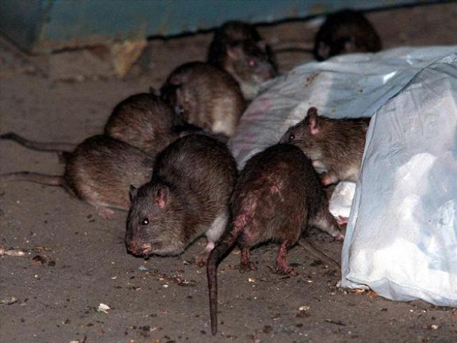 Rat-eating Plant Named for TV Naturalist