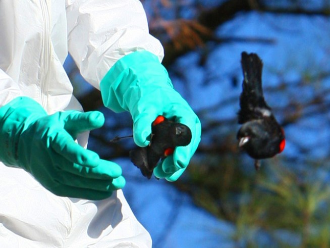 City and state officials are baffled by thousands of dead blackbirds that fell from the sky in Beebe, <a title=