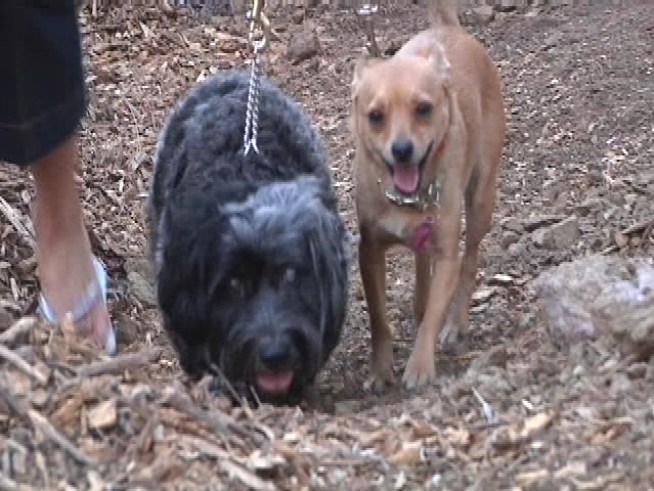 These adoptable dogs are a package deal. Brownie is <a title=
