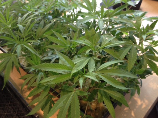 A family of four woke up to a violent robbery in their home. But the suspects and the victims could be in trouble for this case as the parents were growing marijuana in their home. Brandi Powell reports.