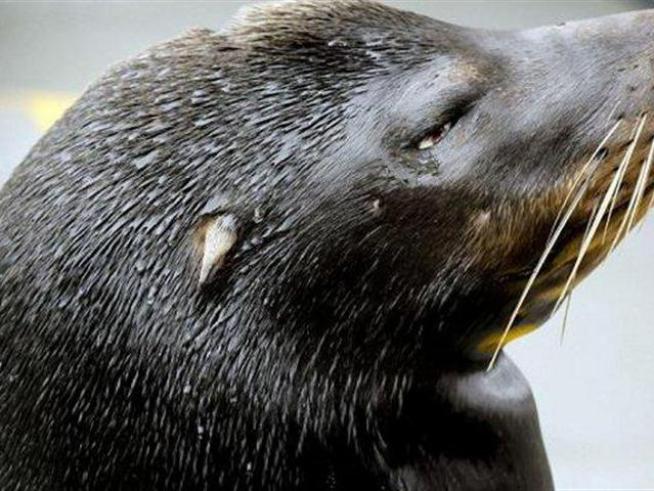 Blinded sea lion looking at the <a title=