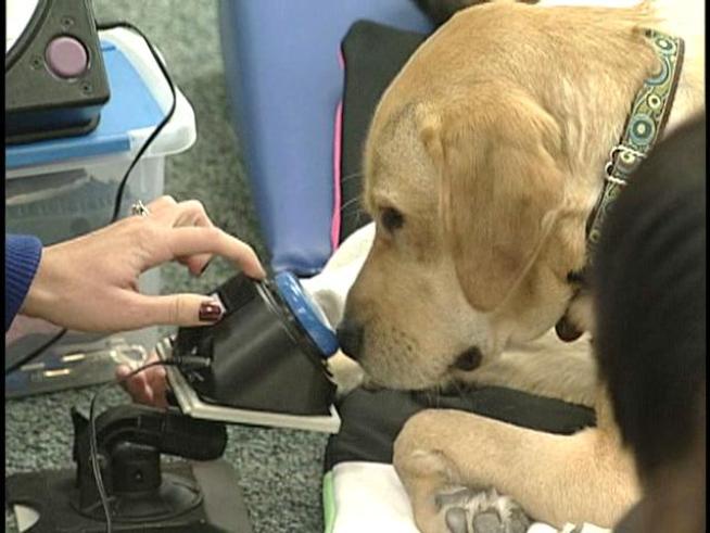 Teacher's Pet Helps Students Improve Skills