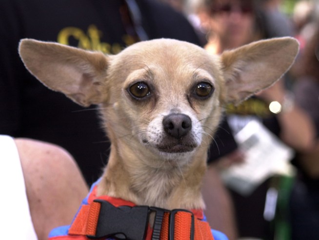 Yo Quiero Heaven for Taco Bell Dog