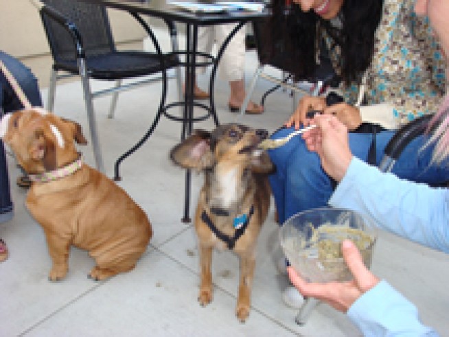 Yappetizers and  Wine Make for a Yappy Time