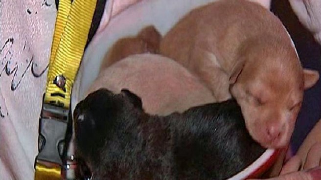 Four puppies were rescued by neighbors and firefighters in a Logan Heights house fire on Tuesday evening.