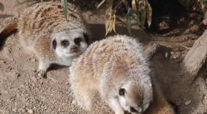 The Oakland Zoo is welcoming three new pups to its meerkat exhibit: Ayo, Rufaro and Nandi. They are six weeks old. Now, there are eight meerkats at the zoo.