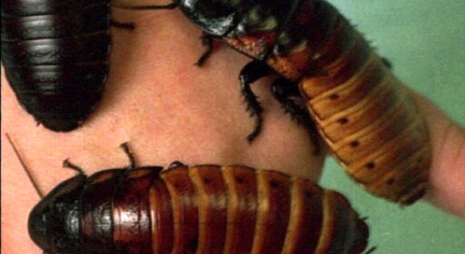 Creepy Crawly Bugs 
