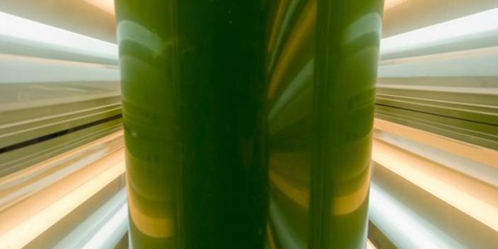 Local Company Developing Algae-Based Biofuel