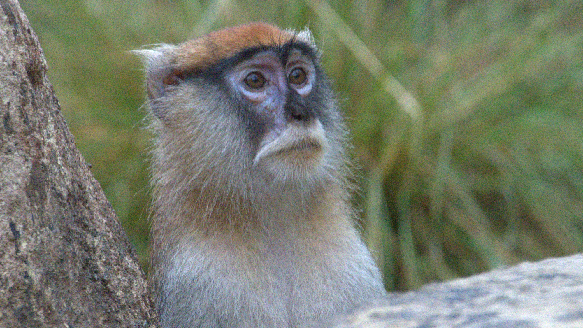 Patas Monkey Close-Up