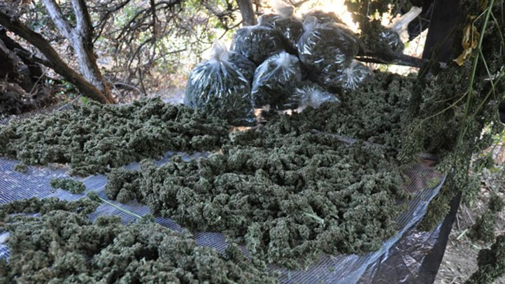 0 1 pot bust