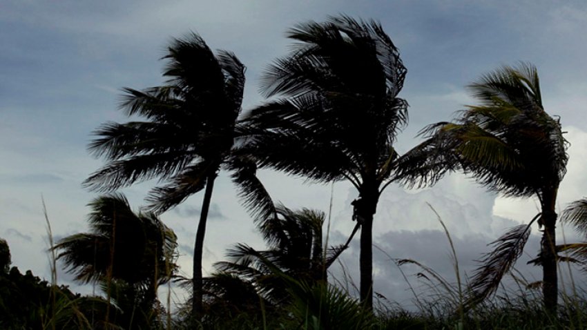 Windy weather palm trees