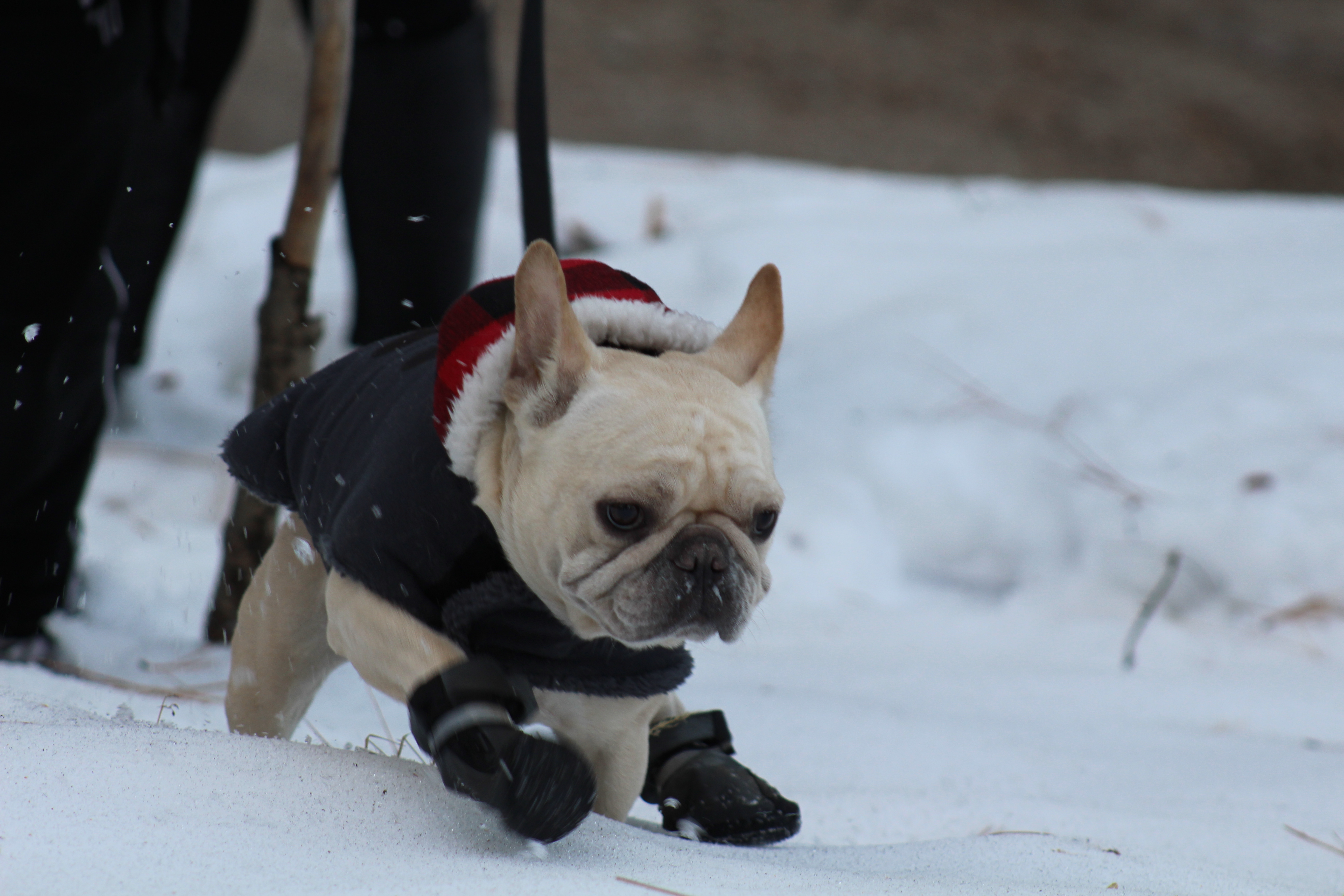 Little French bulldog Dinho exploring for his first time in snow at Big Bear.