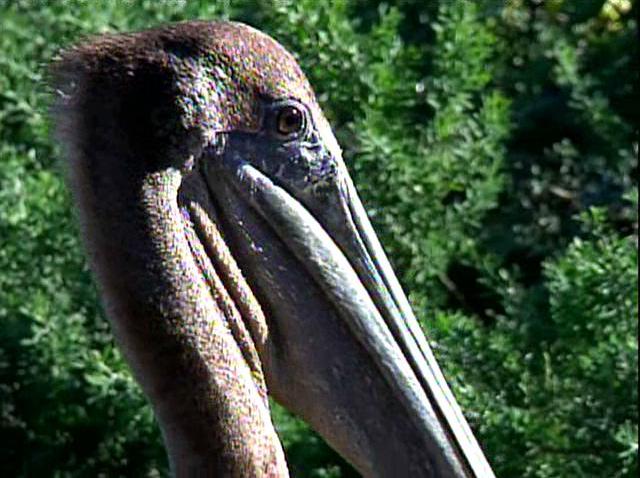 010709_Pelican 3