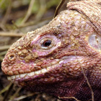 Ecuador Pink Iguana
