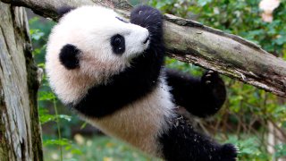 Yun Zi, the five-month-old panda cub, hangs onto a limb while playing in one of the panda exhibit areas at the San Diego Zoo Wednesday Jan. 6. 2010 in San Diego. Yun Zi goes on display to the public tomorrow. (AP Photo/Lenny Ignelzi)