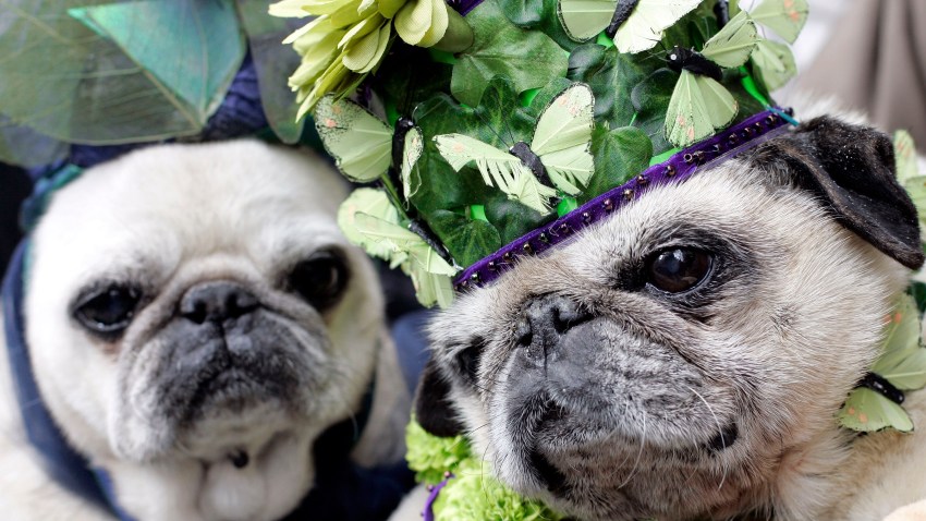 041009 Easter Hats pugs 3