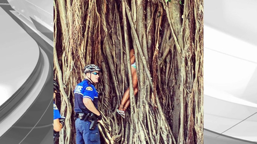 051016 woman stuck banyan tree key west