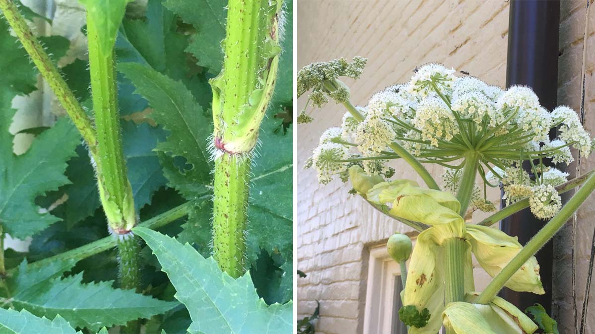 poisonous-hogweed-plant-discovered-in-alexandria-nbc-7-san-diego