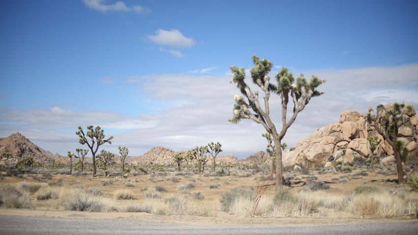1-15-17-Joshua Tree National Park