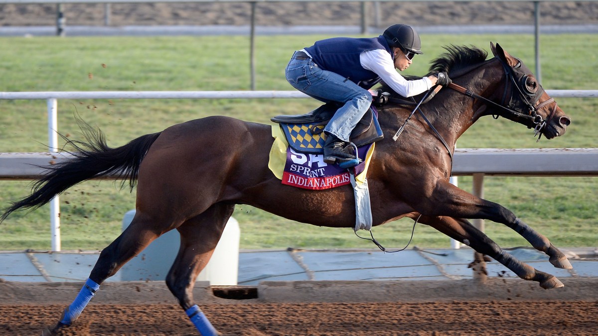 Horse Killed After Fracturing Ankle While Training at Santa Anita - Vimarsana News