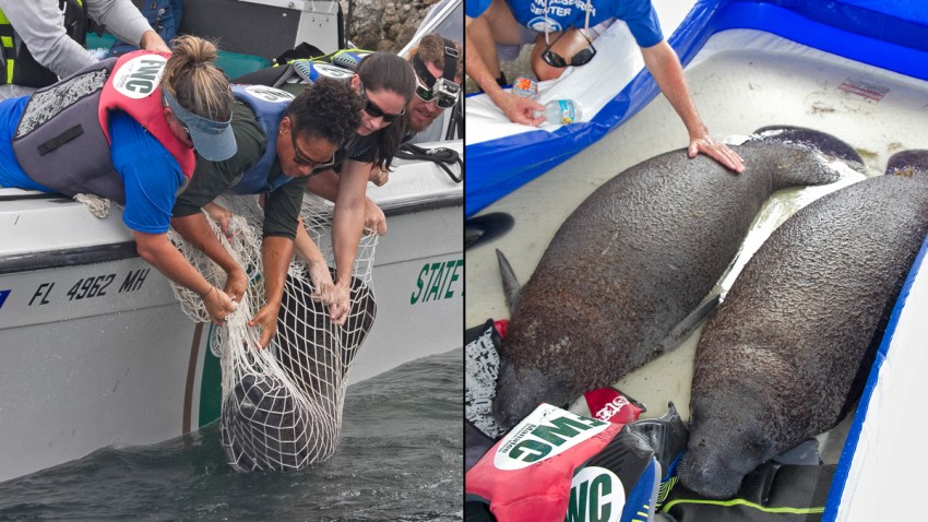 100316 baby manatees rescued florida keys