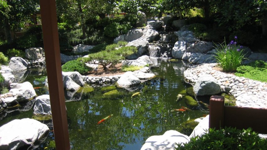 100808_Balboa Park Koi Pond
