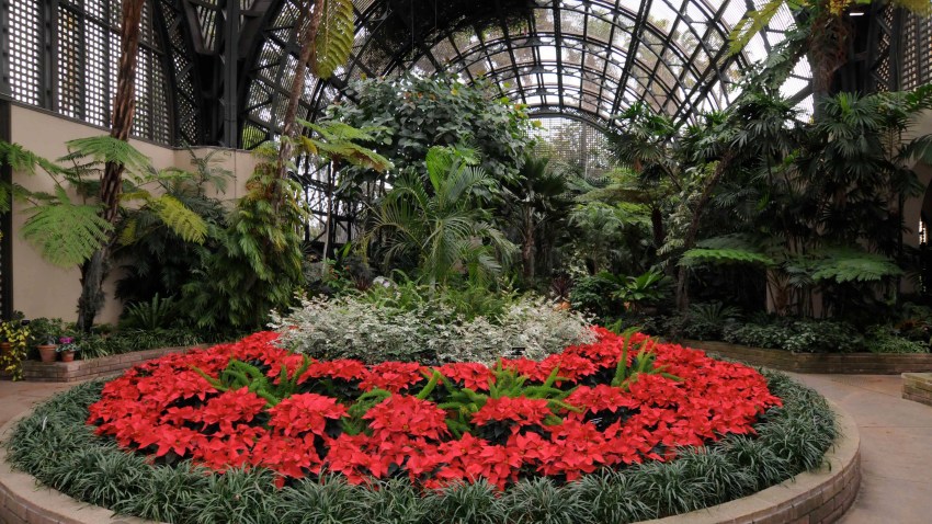 11-30-16-Poinsettias-Balboa-park