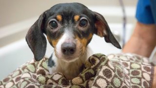 12-21-16-SD-Humane-Society-Rescued-Dogs-El-Cajon-Lucy