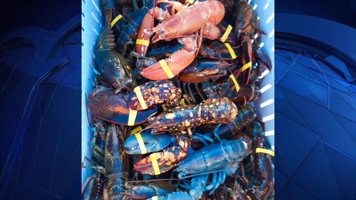 Maine Fisherman’s Haul Includes 3 Colorful Lobsters NBC 7 San Diego