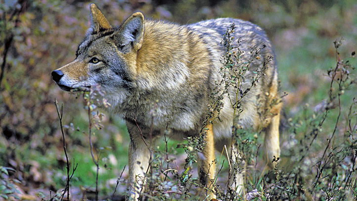 Maine hunter Bill Robinson coyote turkey attack